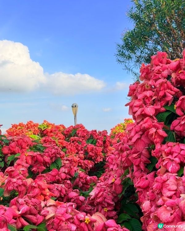 我愛花花之深圳灣公園限定·粉紙扇花海美到爆棚📸✨
