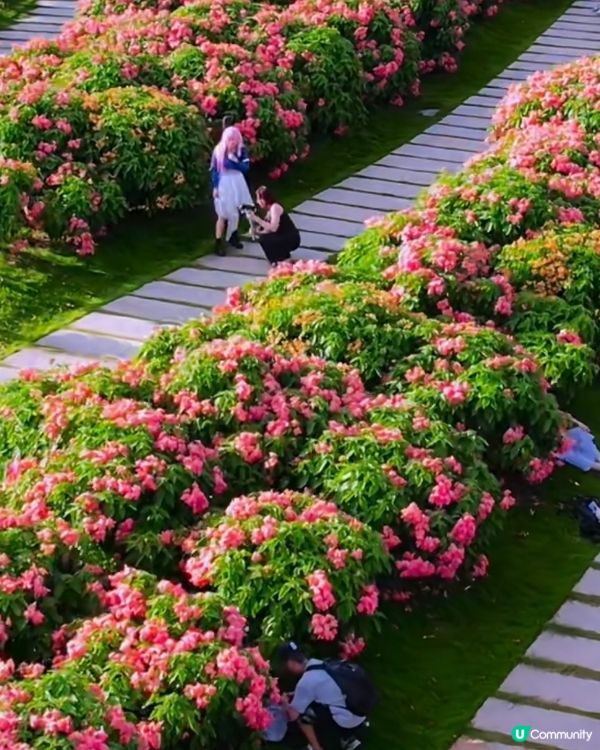 我愛花花之深圳灣公園限定·粉紙扇花海美到爆棚📸✨
