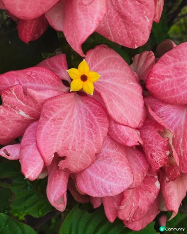 我愛花花之深圳灣公園限定·粉紙扇花海美到爆棚📸✨