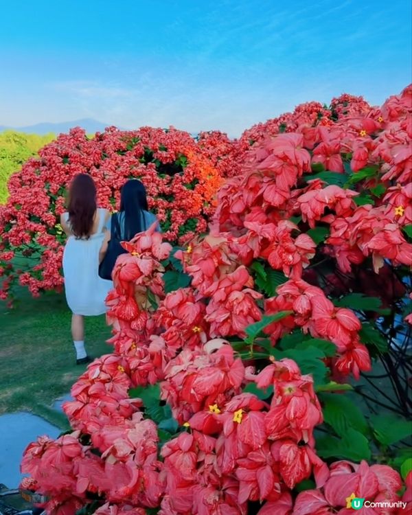 我愛花花之深圳灣公園限定·粉紙扇花海美到爆棚📸✨