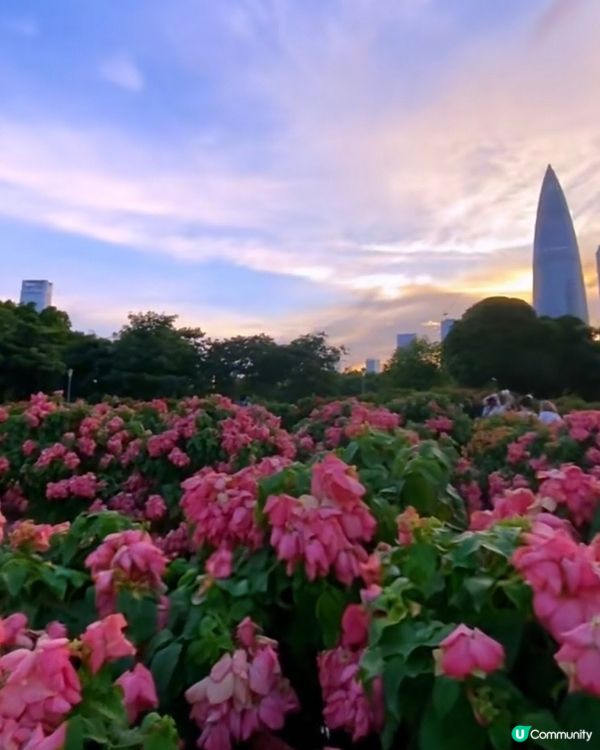 我愛花花之深圳灣公園限定·粉紙扇花海美到爆棚📸✨