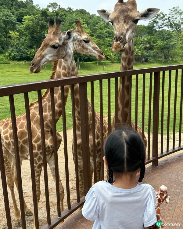 超近長頸鹿🦒可睇可餵可摸🌿清遠長隆長頸鹿酒店