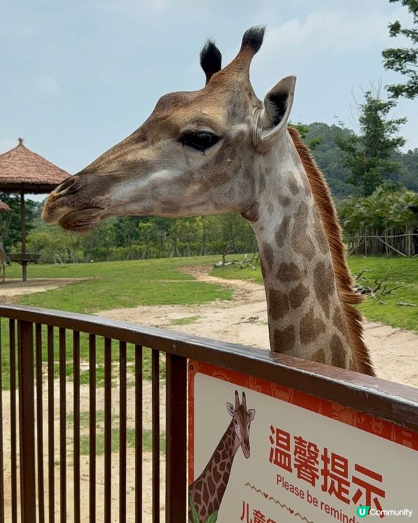 超近長頸鹿🦒可睇可餵可摸🌿清遠長隆長頸鹿酒店
