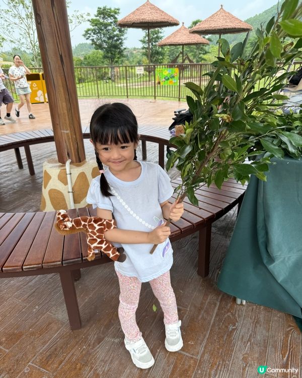 超近長頸鹿🦒可睇可餵可摸🌿清遠長隆長頸鹿酒店