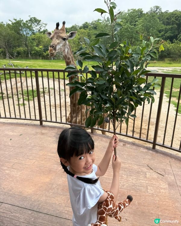 超近長頸鹿🦒可睇可餵可摸🌿清遠長隆長頸鹿酒店