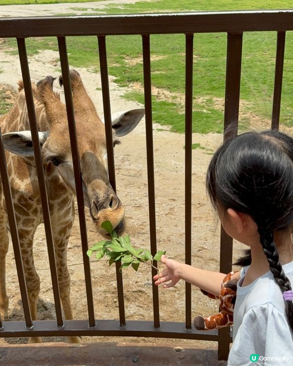 超近長頸鹿🦒可睇可餵可摸🌿清遠長隆長頸鹿酒店