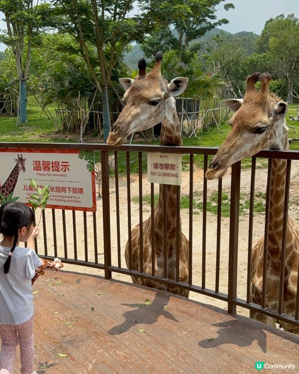 超近長頸鹿🦒可睇可餵可摸🌿清遠長隆長頸鹿酒店