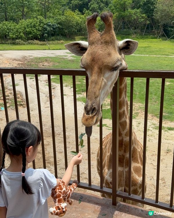 超近長頸鹿🦒可睇可餵可摸🌿清遠長隆長頸鹿酒店