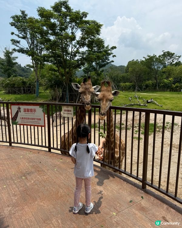 超近長頸鹿🦒可睇可餵可摸🌿清遠長隆長頸鹿酒店
