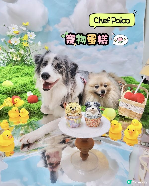 寵物蛋糕