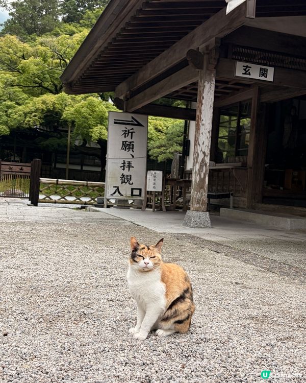北九州一日輕旅行提案!是次由博多出發,沿絲島､佐伯市､桐廬縣...