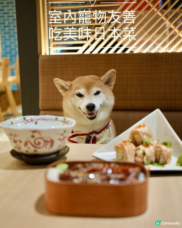 🍱室內寵物友善·嘆坐冷氣食日本菜🍣
