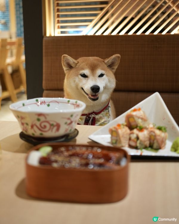 🍱室內寵物友善·嘆坐冷氣食日本菜🍣