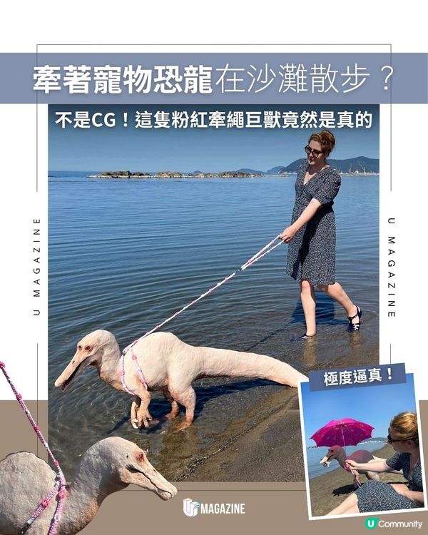 牽著寵物恐龍在沙灘散步？不是CG！這隻粉紅牽繩巨獸竟然是真的                                                    