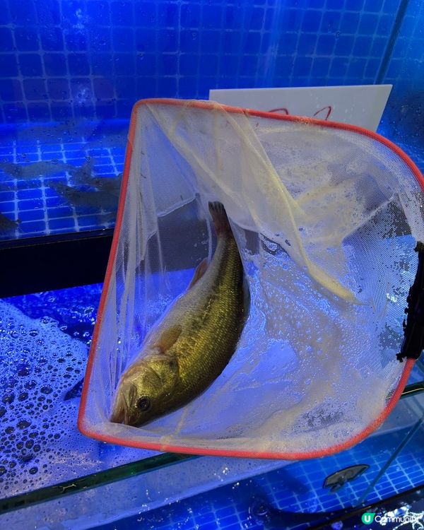 羅湖地道客家菜🌟 銘廚·客家菜🌟煥新開業