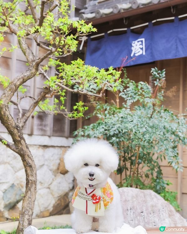 【 🐾 蕃薯日本散步日記 👘🌲 】