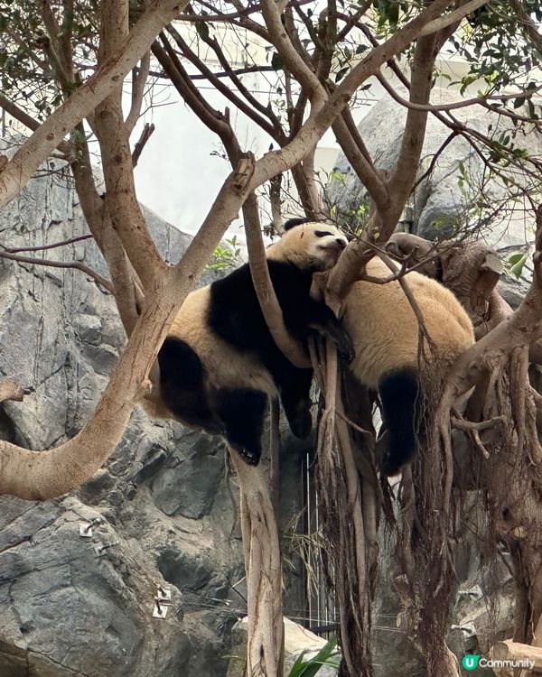 ☔ 黎緊海洋公園！🐼💖