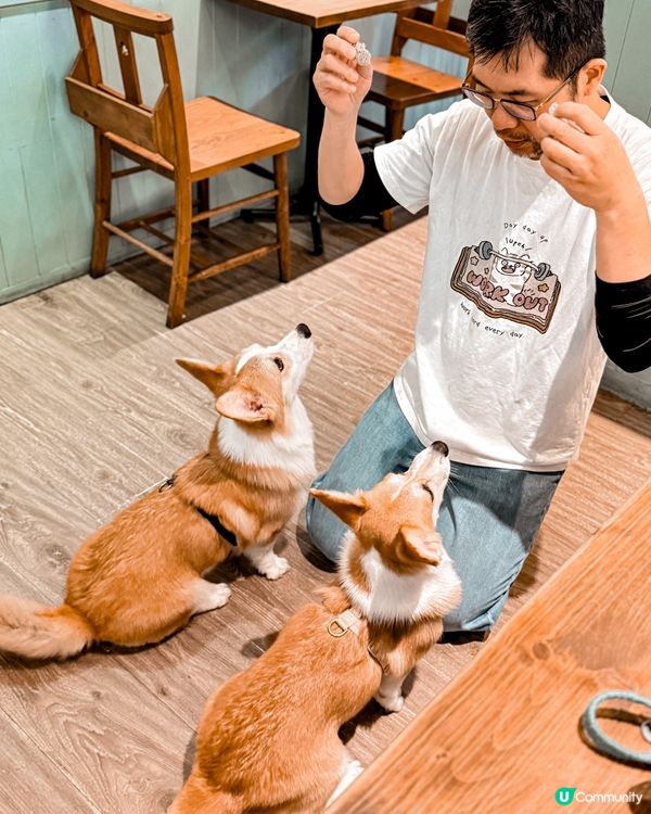 ❝ 🇹🇼奶油先生˚ ༘ 超可愛柯基小店長🐕 ❞