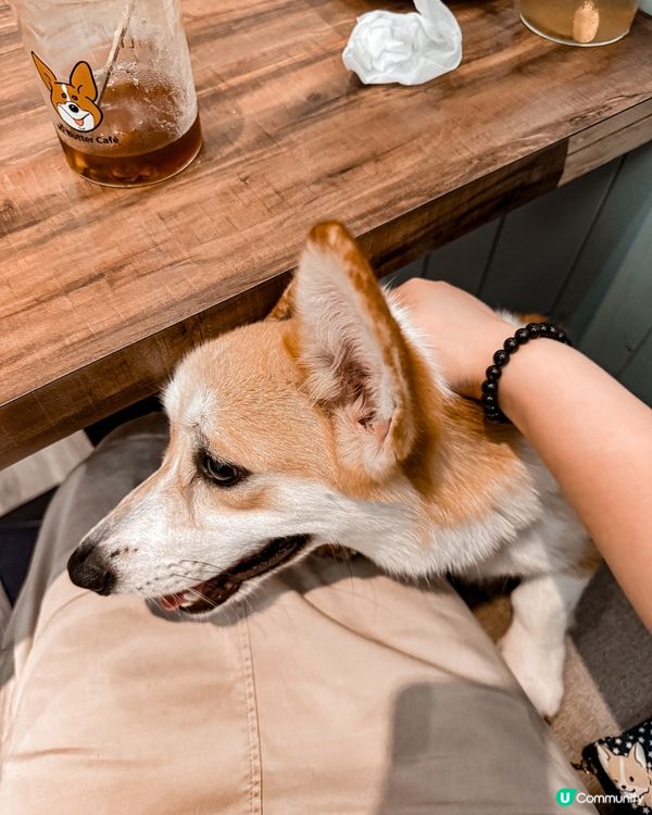 ❝ 🇹🇼奶油先生˚ ༘ 超可愛柯基小店長🐕 ❞