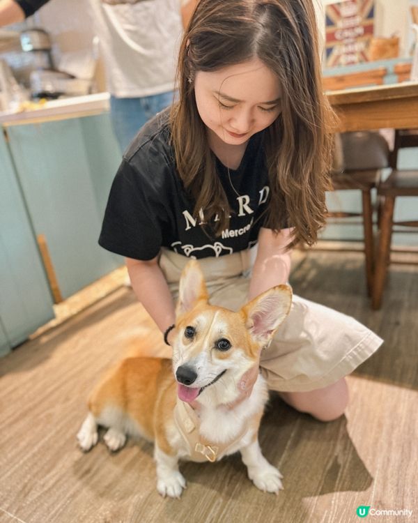 ❝ 🇹🇼奶油先生˚ ༘ 超可愛柯基小店長🐕 ❞