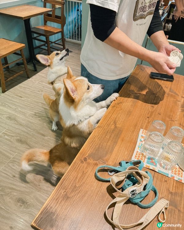 ❝ 🇹🇼奶油先生˚ ༘ 超可愛柯基小店長🐕 ❞
