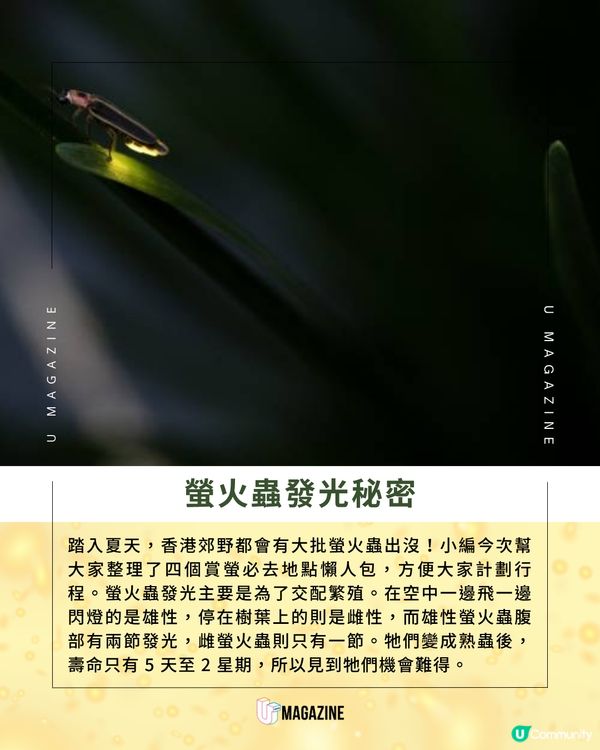 香港夏季螢火蟲觀賞全攻略                                                    