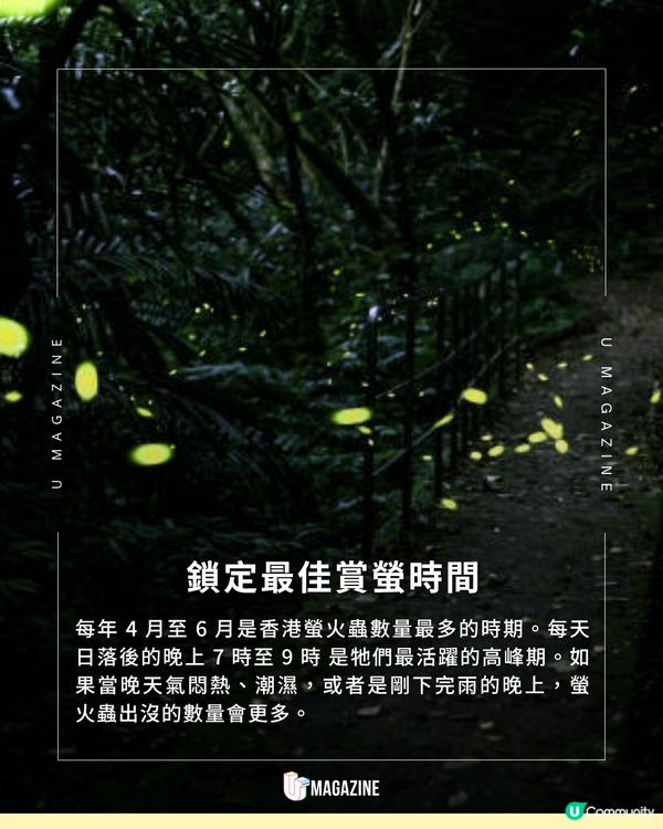 香港夏季螢火蟲觀賞全攻略                                                    