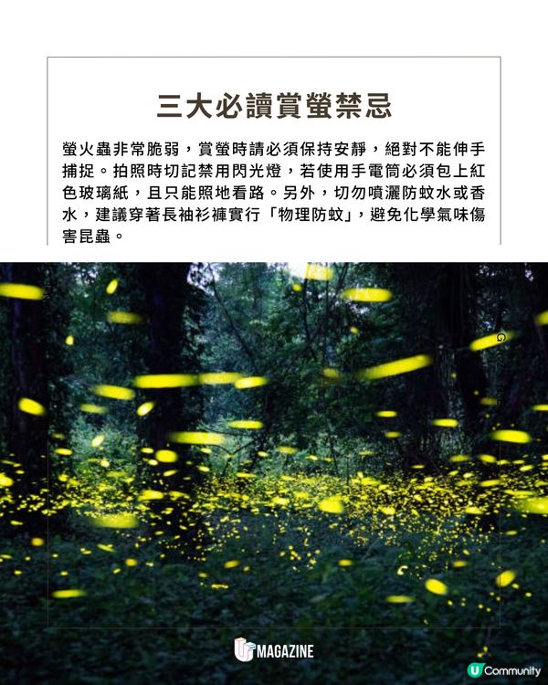 香港夏季螢火蟲觀賞全攻略                                                    