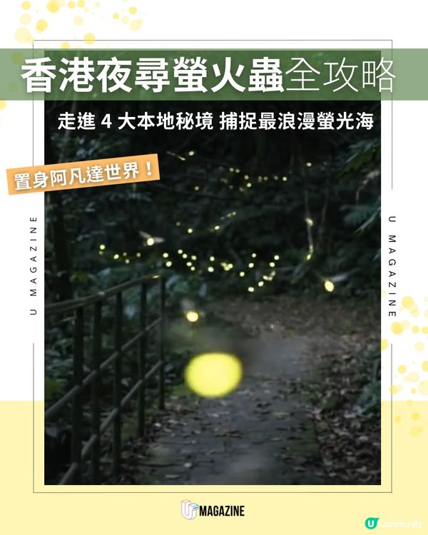 香港夏季螢火蟲觀賞全攻略                                                    