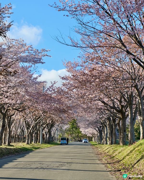 🇯🇵 日本東北的｢小富士山｣小秘景也太美! 🌸