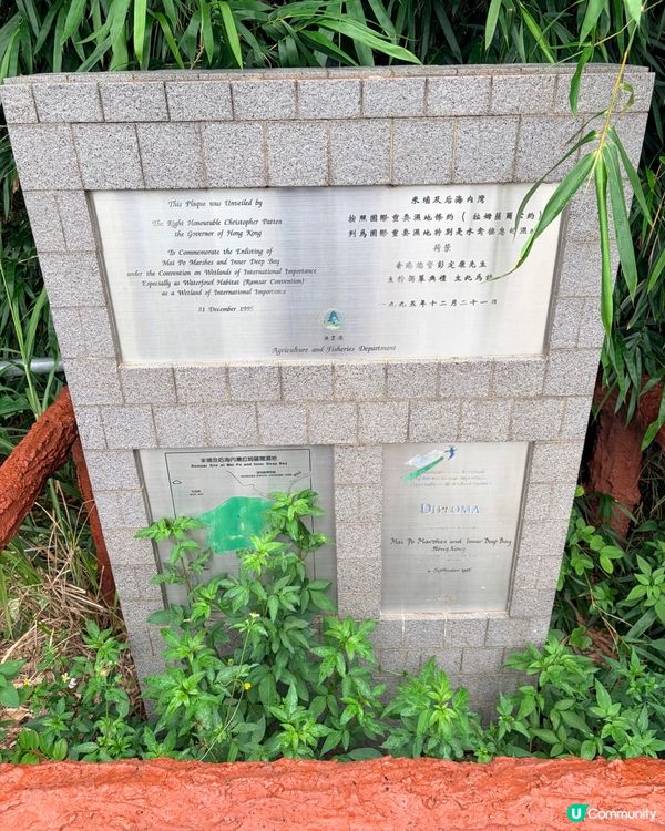 再度走入禁區收基圍蝦