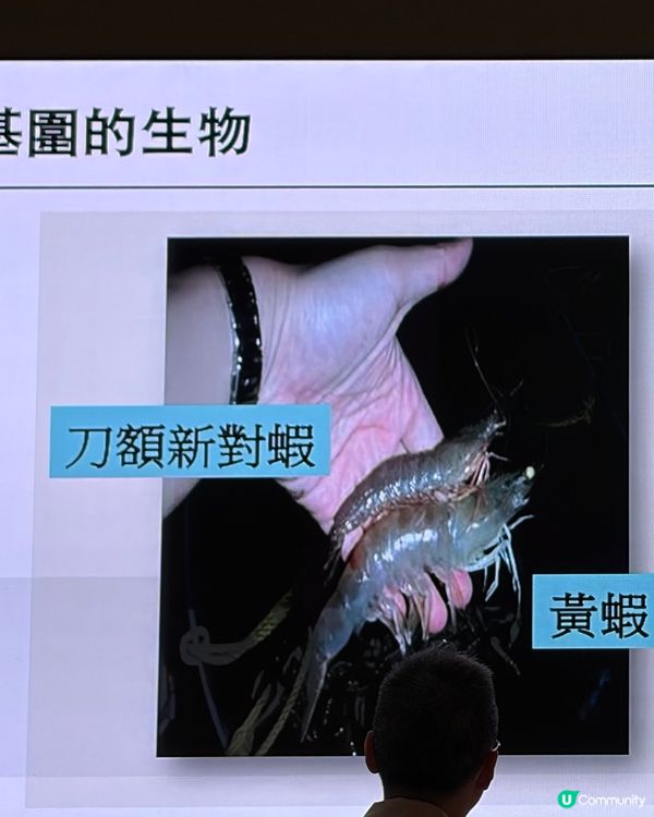 再度走入禁區收基圍蝦