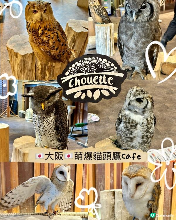 🤗親子互動好去處｜🇯🇵大阪貓頭鷹cafe 🦉｜仲可試餵🦉