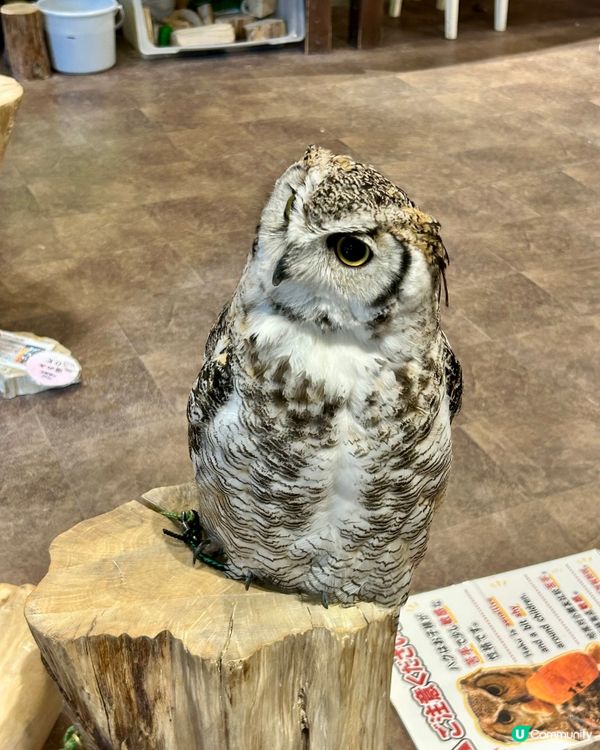 🤗親子互動好去處｜🇯🇵大阪貓頭鷹cafe 🦉｜仲可試餵🦉