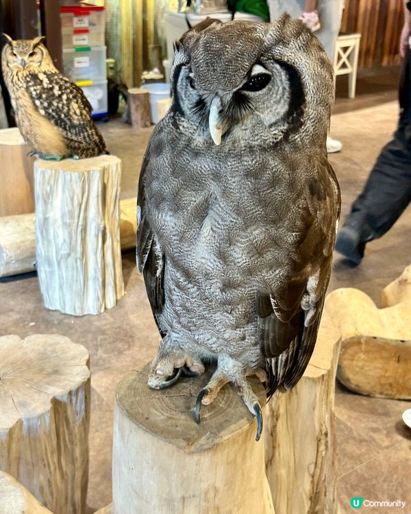 🤗親子互動好去處｜🇯🇵大阪貓頭鷹cafe 🦉｜仲可試餵🦉