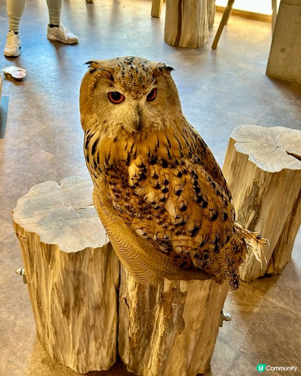 🤗親子互動好去處｜🇯🇵大阪貓頭鷹cafe 🦉｜仲可試餵🦉