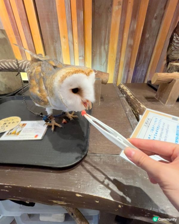 🤗親子互動好去處｜🇯🇵大阪貓頭鷹cafe 🦉｜仲可試餵🦉