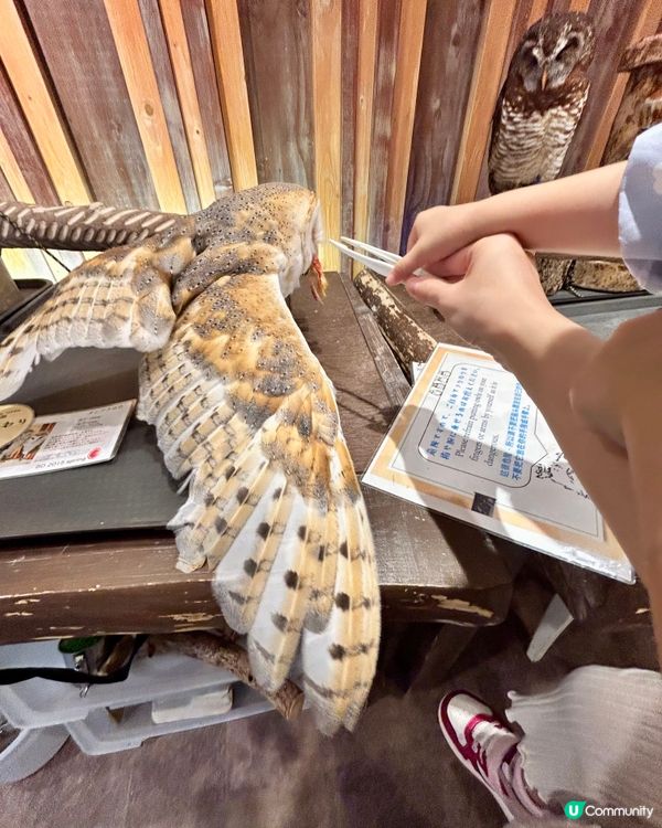 🤗親子互動好去處｜🇯🇵大阪貓頭鷹cafe 🦉｜仲可試餵🦉