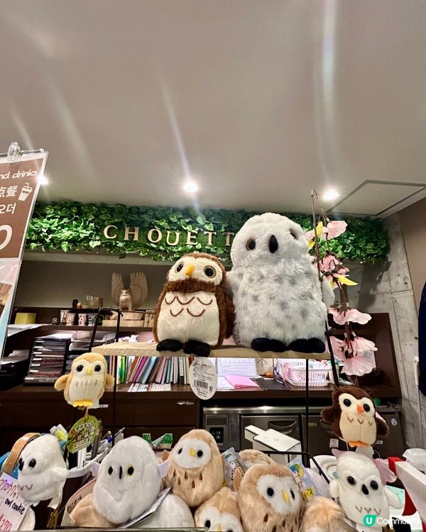 🤗親子互動好去處｜🇯🇵大阪貓頭鷹cafe 🦉｜仲可試餵🦉