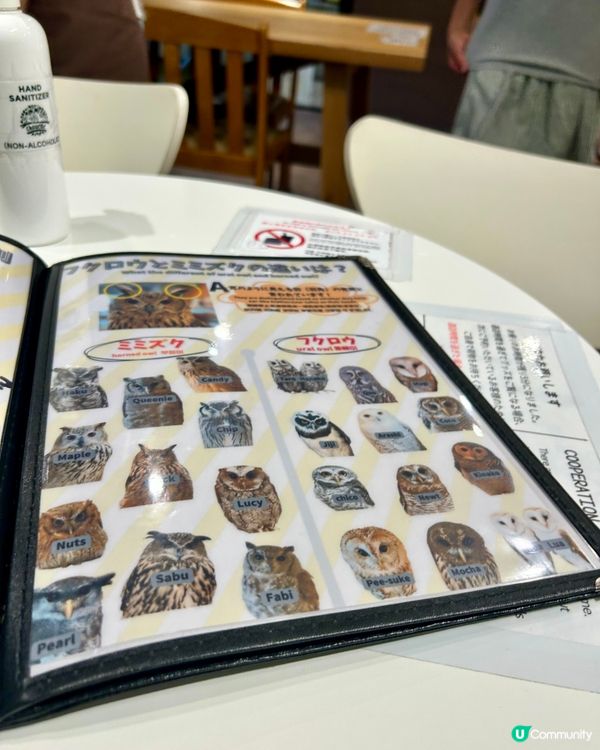🤗親子互動好去處｜🇯🇵大阪貓頭鷹cafe 🦉｜仲可試餵🦉