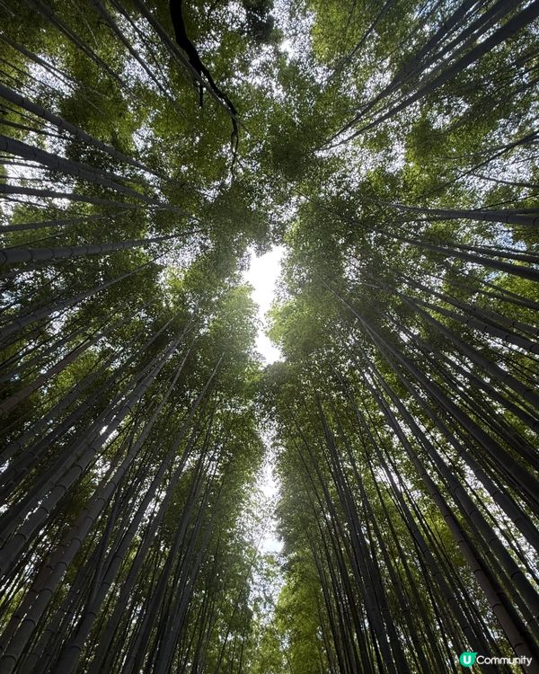 竹林美景🍁嵐山打卡必遊！🌳🤩