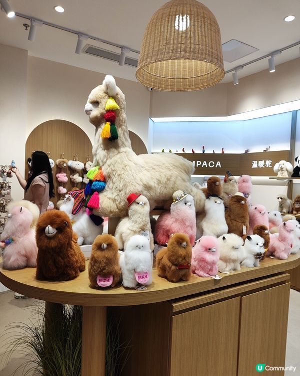 哇！深圳灣旗艦店勁多羊駝毛公仔🦙🎀！🧸☁️