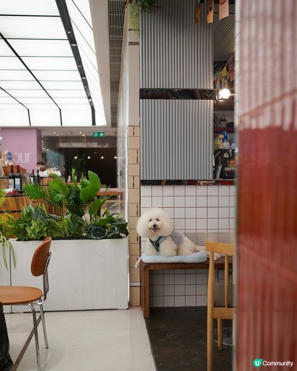 北角獨市唯一毛孩友善茶餐廳