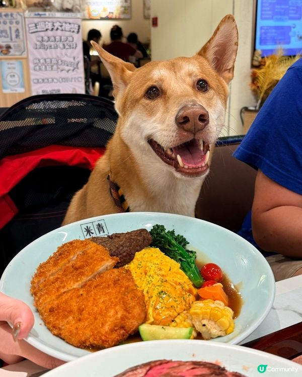 🍚🐶🌟 荔枝角人氣蛋包飯! 帶主子輕鬆放飯!
