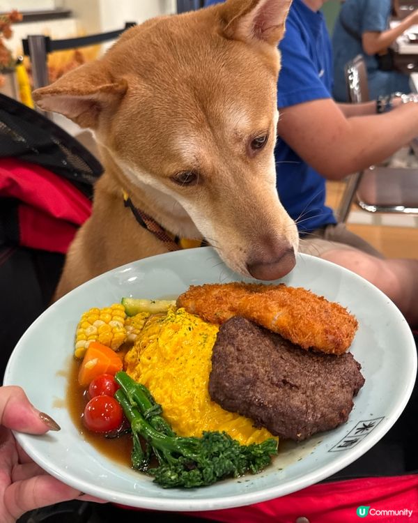 🍚🐶🌟 荔枝角人氣蛋包飯! 帶主子輕鬆放飯!