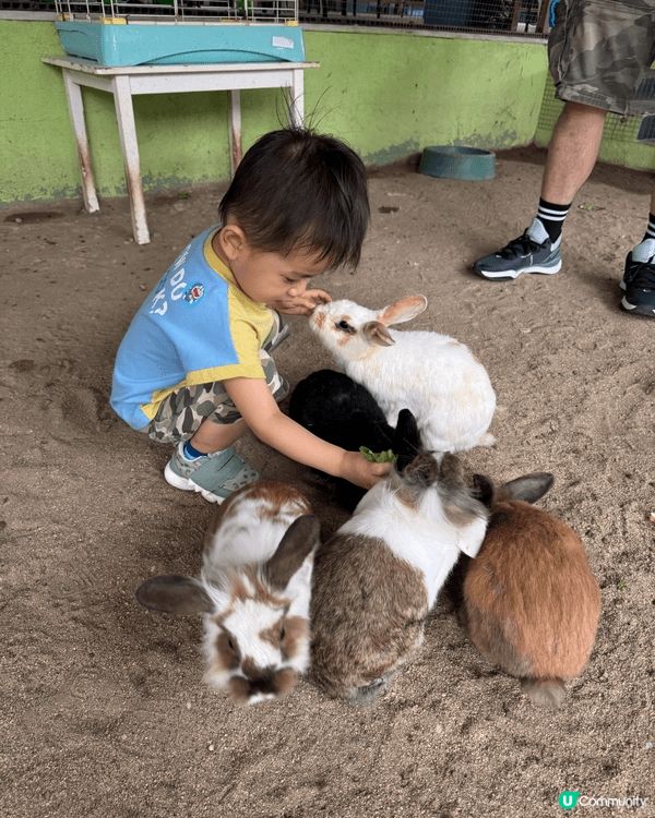 小朋友去小白兔農莊玩，可以近距離餵/摸小動物，又有烹飪班俾小...