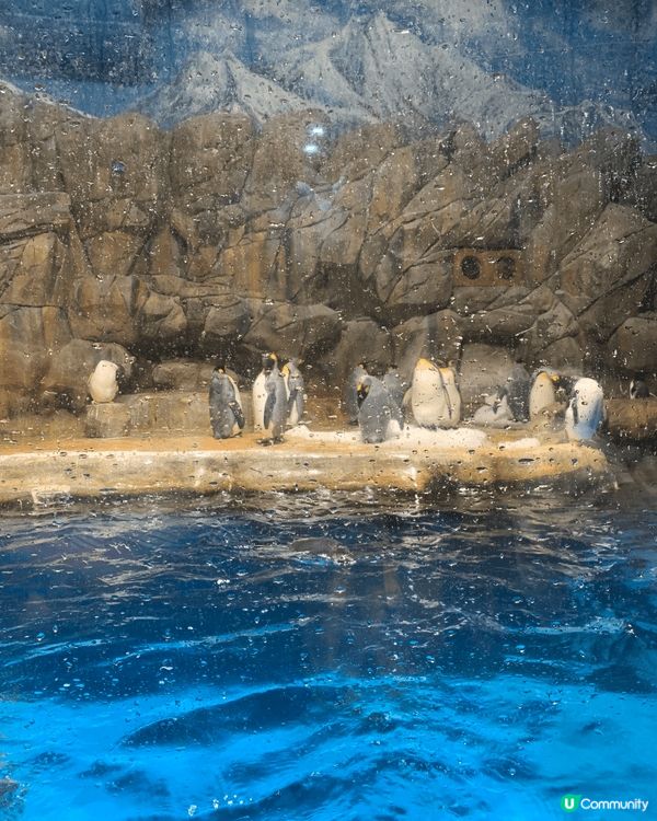香港海洋公園老大街嘅裝飾，好似時光機咁，帶大人細路返去五六十...