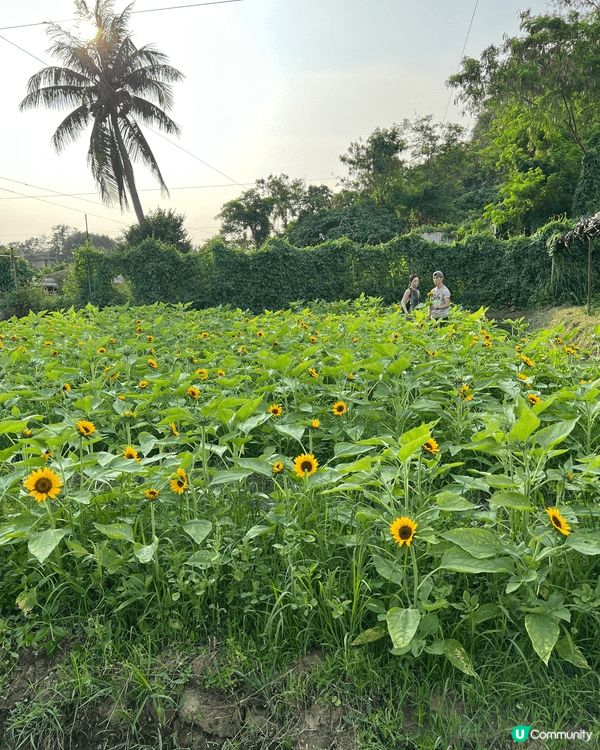夏天去信芯園欣賞太陽花，仲可以俾小朋友親手採摘花朵番屋企種，...