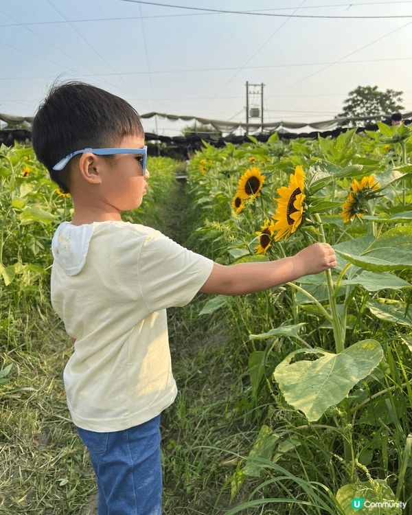 夏天去信芯園欣賞太陽花，仲可以俾小朋友親手採摘花朵番屋企種，...