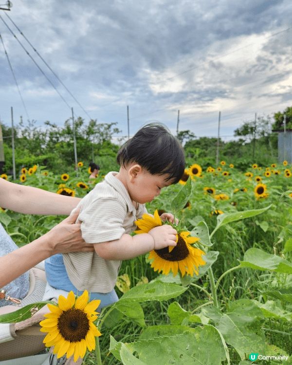 元朗信芯園擁有三萬呎絕美向日葵花海，結合各種不同的打卡造景，...